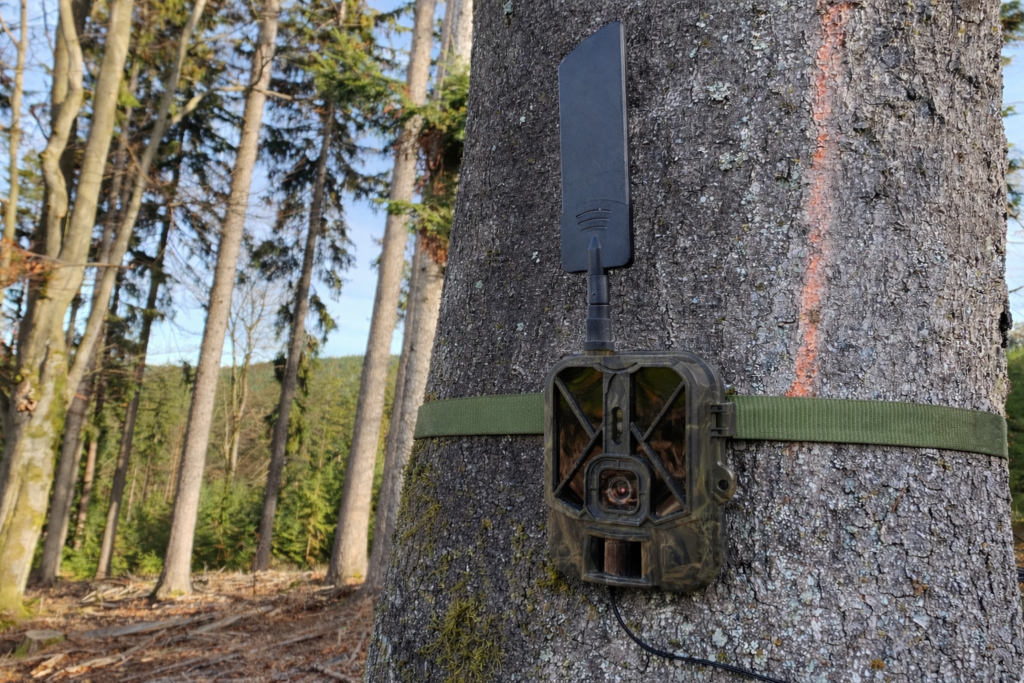 Fotopast Evolveo StrongVision PRO 4G upevněná na stromě v lese - recenze